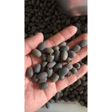 Four Seasons Blooming Bowl Lotus Seeds Hydroponic Plants Flowers Indoor Courtyard Fish Tank Water Cultivated Lotus Seedlings Lotus Water Lily Potted Plants