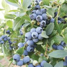 Sow Right Seeds 250 Pieces Raspberry Bush Seeds, Good For Planting - Perfect For The Home Garden - 250粒種子 - 查看 2