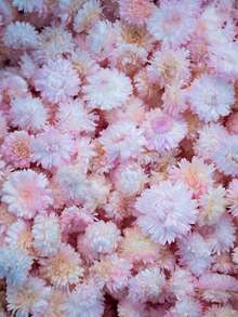 10/20/60 قطعة من أزهار البابونج المجففة الطبيعية للخارج - مصنوعة من مادة القش - زخرفة DIY والأعراس والهالوين والكريسماس وترتيب الطاولة وتشكيلات عباد الشمس والزهور الأخرى