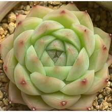 50 Succulent Seeds, Rare Succulent Seed Plants, Succulents In Nursery Pots For Succulent Collectors, DIY Projects, Wedding Party Favors - Echeveria Green Malgan - View 1