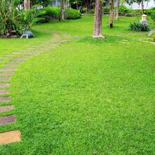 Irish Moss Seeds Ground Cover Perennial Ground Cover Grass Seeds For Planting Low Maintenance Lawn Gardens 1000 Pieces