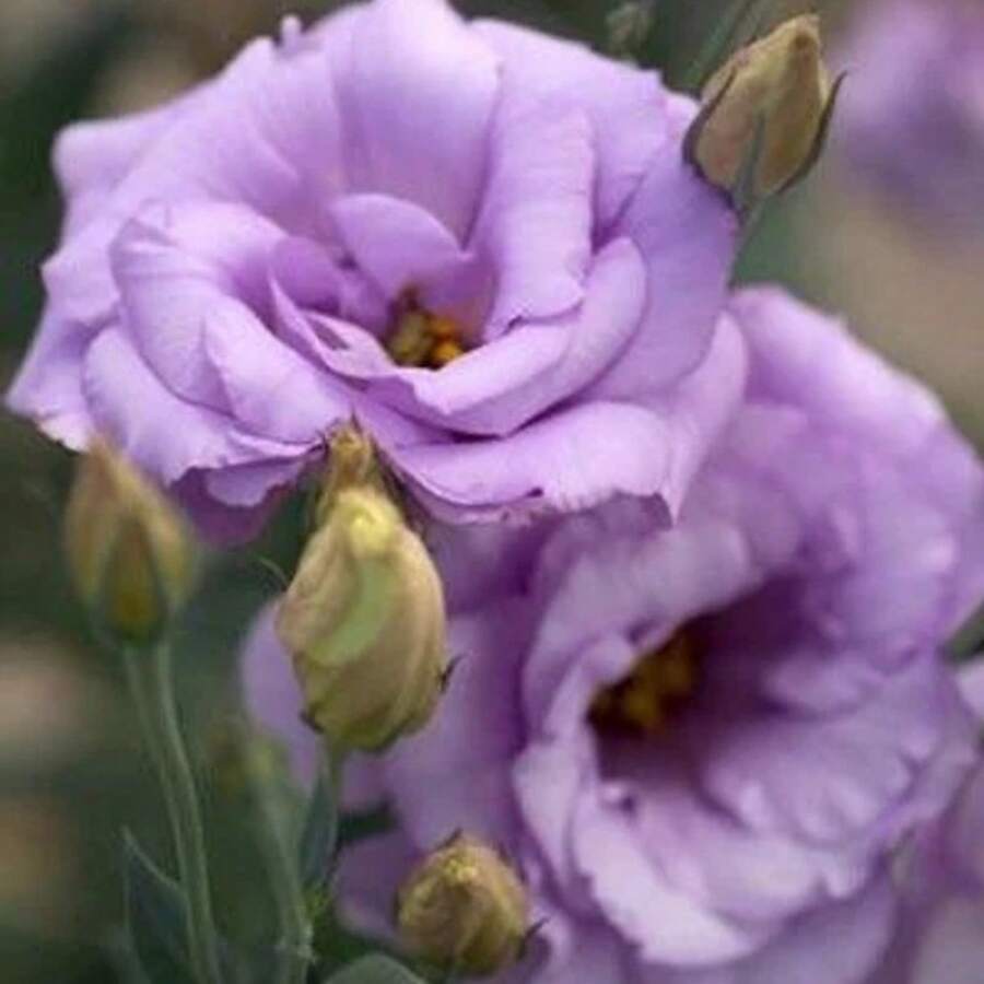 300 Stück Lavendel Lisianthus Gartensamen - 100 Erbstück, gentechnikfreie Blumensamen zum Pflanzen