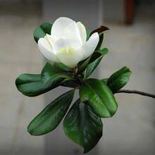 Southern Magnolia Seeds Magnolia Grandiflora Seeds 30 Seeds - Variant1 - View 2