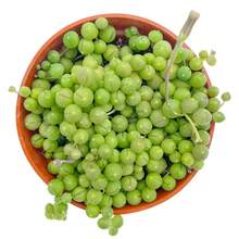 200 Pieces Of Living Succulents (4" Bead Chain), Living Succulent Plants, Fully Rooted Succulent Plants, Rare Indoor Plant For Home And Office Decoration