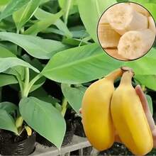 Natural Fruit Seeds Dwarf Banana Seeds - 100 Pcs.Easy To Plant, High Yield, Suitable For Beginners - Banana - View 5