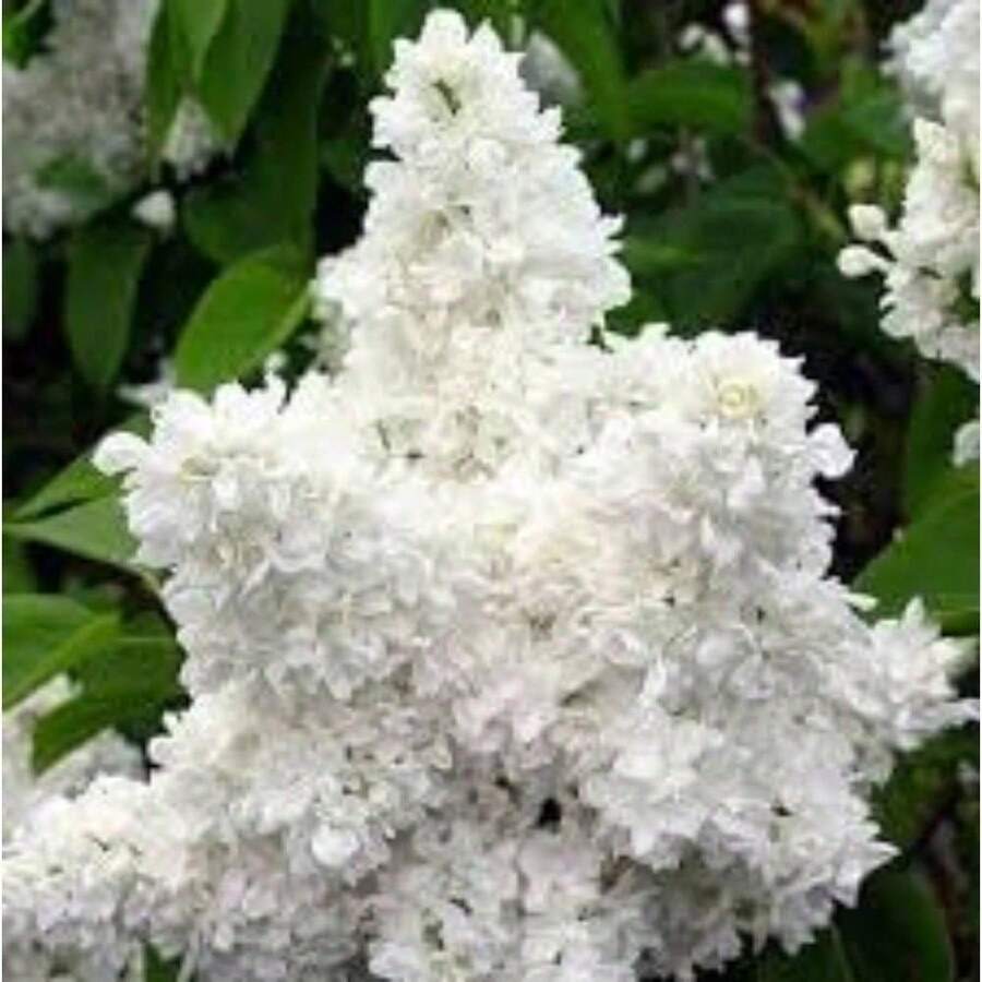 Mosquito Repellent New Fresh 500 Pieces White Japanese Boxwood Seeds Generic