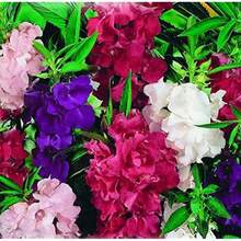 300 Pieces Of Fragrant Fettgarten Mixed Seeds