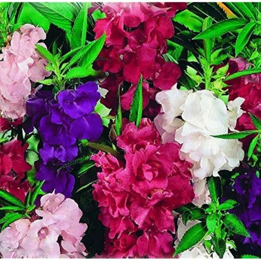 300 Pieces Of Fragrant Fettgarten Mixed Seeds