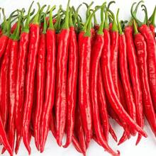 Long Pepper Seeds Two Gold Bars Seeds Spicy Two Branches Of The Virginity Tree Pepper Seeds Four Seasons Seeds Simple Spring Vegetables