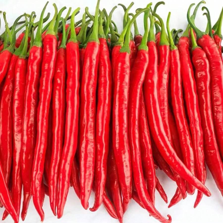 Long Pepper Seeds Two Gold Bars Seeds Spicy Two Branches Of The Virginity Tree Pepper Seeds Four Seasons Seeds Simple Spring Vegetables