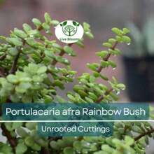 Gift Set 500 Pieces 11 Elephant Cluster Dwarf Jade Seedlings, Portulacaria Afra, Green/Red Stem, Unflavored 7-12", Succulent For Multiplication, Easy Care