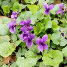 Violet Seeds Perennial Fragrant Outdoor 500Pcs Flower Seeds - Variant1 - View 6