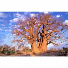African Baobab Adansonia Digitata 20 Seeds