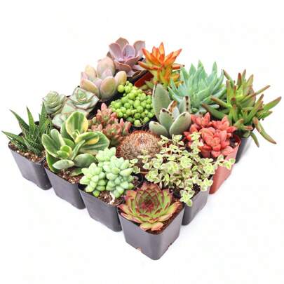 Gift 500pcs Assorted Succulents (9-50 Pcs) All Unique Types - Live Plants In 2" Potswomen's Clothing