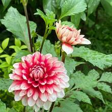 150 Pieces Of Rare Flowers Rare Mixed Beautiful Seeds Colorful And G Plants Live   Vegetable Seeds Hosta Plants Live Plants Garden Flowers Seeds Plants For Outdoor Mosquito Protection Outdoor Garden Perennial Plants Seeds For Planting Live Plants   No Seeds Perennial Flower Seeds Plant Seeds