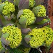 Art Watch - Seeds, Yellow, Outdoor Wearing, Loose, Fenchel, Indica Rice, Fenchel Celery Seeds