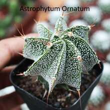 4-Pack Cacti (1.2-1.5") Stenocactus Multicostatus + Matucana Madisoniorum + Astrophytum Myriostigma + Astrophytum Ornatum Bareroot Shipping Live Plants - 4 件裝 - 查看 1