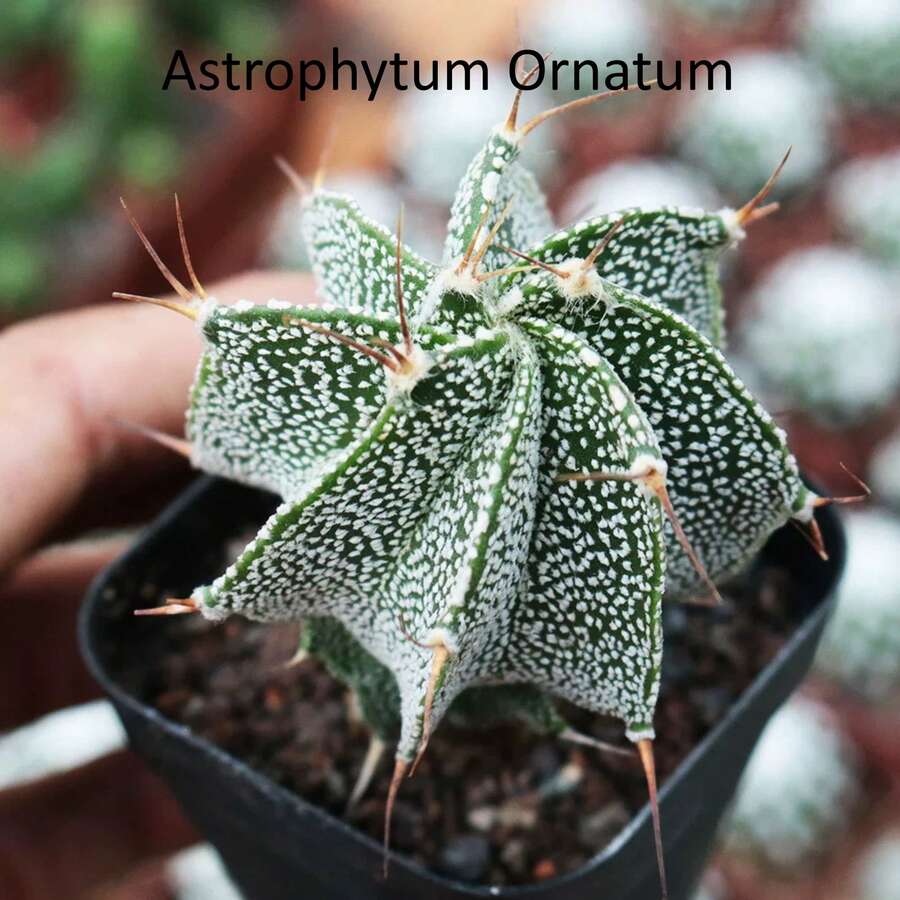 4-Pack Cacti (1.2-1.5") Stenocactus Multicostatus + Matucana Madisoniorum + Astrophytum Myriostigma + Astrophytum Ornatum Bareroot Shipping Live Plants - 4 件裝 - 查看 1