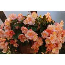 183Lush Homegrown Begonia Seeds 175 Count Non-GMO, Bright Salmon Hue Attracts Bees & Butterflies Blooms Spring Through Fall