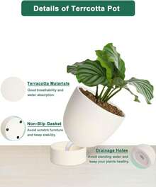 White Terracotta Self Watering Plant Pot - 2 PCS 6 Inch & 8 Terra Cotta With Drainage Hole And Saucer, Small & Large Clay Flower Pot With Tray, Plant Pot For Indoor Outdoor - 白色 - 查看 5