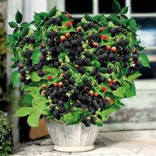 200pcs Non-GMO Blackberry Seeds For High Yield And Fast Growth - 200 - View 4