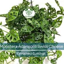 Seeds Gift 500Pcs 3 Monstera Adansonii Swiss Cheese Unrooted Cuttings - Indoor/Outdoor Houseplant, Easy Propagation, Unique Foliage, Tropical Plant For Home - Variant1 - View 6