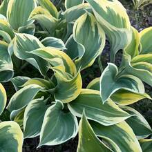White Hosta Flower Seeds - The Hosta Flower Blooms, And Time Is Peaceful.