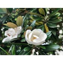 Southern Magnolia Seeds Magnolia Grandiflora Seeds 30 Seeds - Variant1 - View 1