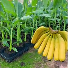 Natural Fruit Seeds Dwarf Banana Seeds - 100 Pcs.Easy To Plant, High Yield, Suitable For Beginners - Banana - View 6