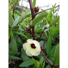 Red Hibiscus-Roselle Seeds - 100 Pieces - For Planting Hibiscus Sabdariffa In 2025