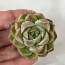 50 Succulent Seeds, Rare Succulent Seed Plants, Succulents In Nursery Pots For Succulent Collectors, DIY Projects, Wedding Party Favors - Echeveria Green Malgan - View 4