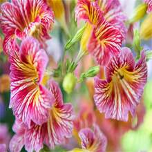 Angel's Flower Dwarf Collection, Only Available In Stores In Small Quantities And At A Low Price, But With Poor Quality - 61pcs.seeds - View 2
