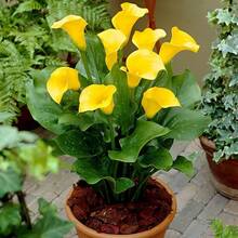 Flower Seeds - 176 - View 3