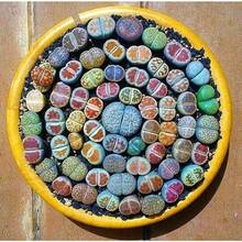 Mixed Lithops Succulent Seeds Lithops Pseudotruncatella 100 Pieces Seeds - Variant1 - View 2