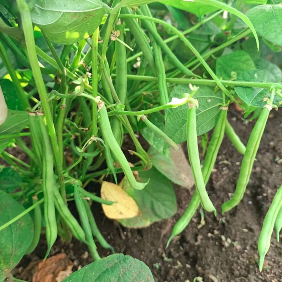 CONTENDER BUSH BEAN Seeds - Bush Bean Seeds - High Yield Rate, Easy To Grow Variety, No Trellis Required, Perfect For Spring Planting, Ideal For Home Gardens, Delicious And Tender Pods, 50-60 Days To Harvest