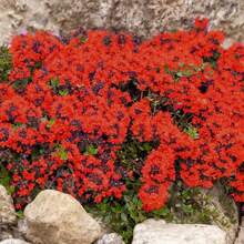 Red Creeping Thyme 500 Seeds, Lawn Alternative Mat Ground Cover Plant Seed For Outdoor Landscaping, Non GMO Heirloom