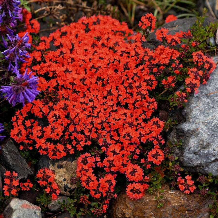 Red Creeping Thyme 500 Seeds, Lawn Alternative Mat Ground Cover Plant Seed For Outdoor Landscaping, Non GMO Heirloom