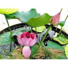 Four Seasons Blooming Bowl Lotus Seeds Hydroponic Plants Flowers Indoor Courtyard Fish Tank Water Cultivated Lotus Seedlings Lotus Water Lily Potted Plants
