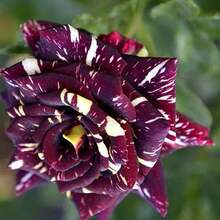 99 Black Dragon Rose Seeds For Planting, Heirloom Beautiful Ornamental Flowers For Indoor And Outdoor Garden Decoration - 99 - View 2