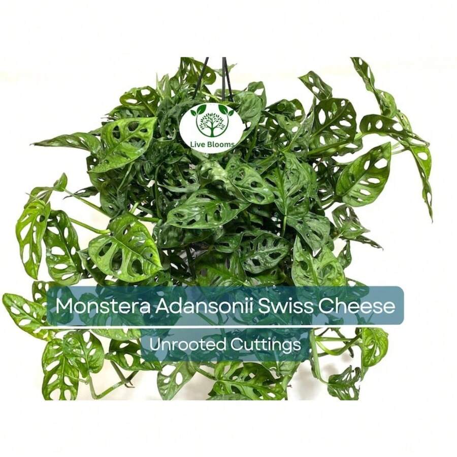 Seeds Gift 500Pcs 3 Monstera Adansonii Swiss Cheese Unrooted Cuttings - Indoor/Outdoor Houseplant, Easy Propagation, Unique Foliage, Tropical Plant For Home - Variant1 - View 1