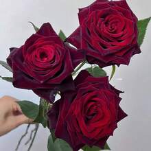 100 Degrees Celsius Black And Red Rose Seeds, Ready For Planting - Unique And Valuable Flower Seeds. Fresh, Durable, Fragrant, Striking Garden Plants That Attract Bees. - 100Pcs - View 8