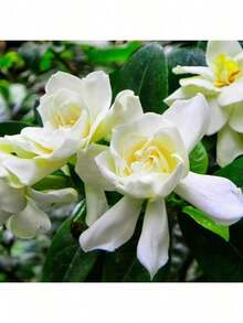 100 Pcs Gardenia Seeds Cape Jasmine Flower Seeds - 1 - View 11