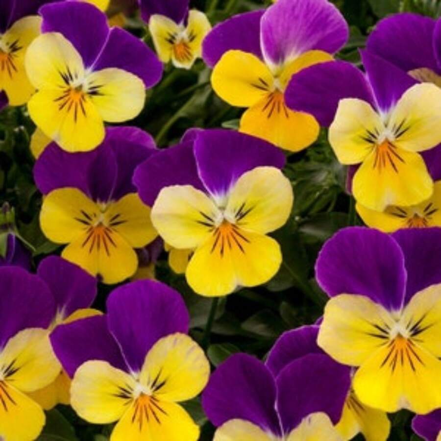 245pcs Viola Seeds 25 Viola Rebelina Purple Yellow Trailing Viola