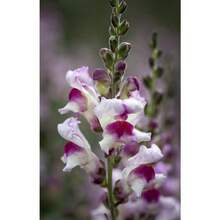 266 Pieces Rare Seeds, Purple Basil Seeds