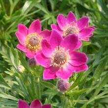 Together Gift 500 Pieces Anemone Seeds - Anemone Multifida Rubra Flower Seeds - 200 Seeds - 變體1 - 查看 8