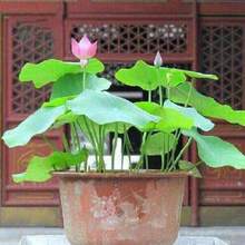 Four Seasons Blooming Bowl Lotus Seeds Hydroponic Plants Flowers Indoor Courtyard Fish Tank Water Cultivated Lotus Seedlings Lotus Water Lily Potted Plants