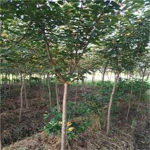 Cherry Blossoms North And South Planting Cherry Blossoms Potted Ground Planted Courtyard Fruit Seedlings Seeds