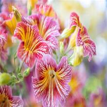 Angel's Flower Dwarf Collection, Only Available In Stores In Small Quantities And At A Low Price, But With Poor Quality - 61pcs.seeds - View 5