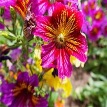 Angel's Flower Dwarf Collection, Only Available In Stores In Small Quantities And At A Low Price, But With Poor Quality - 61pcs.seeds - View 4