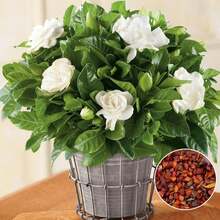 100 Pcs Gardenia Seeds Cape Jasmine Flower Seeds - 1 - View 1